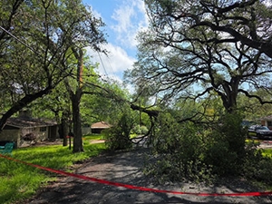 Street with tree down