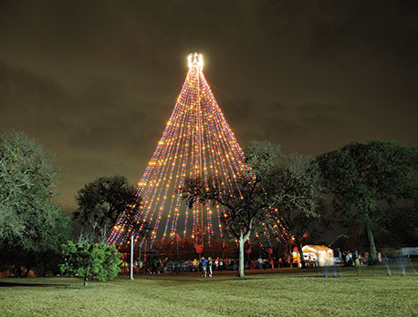 Zilker Tree