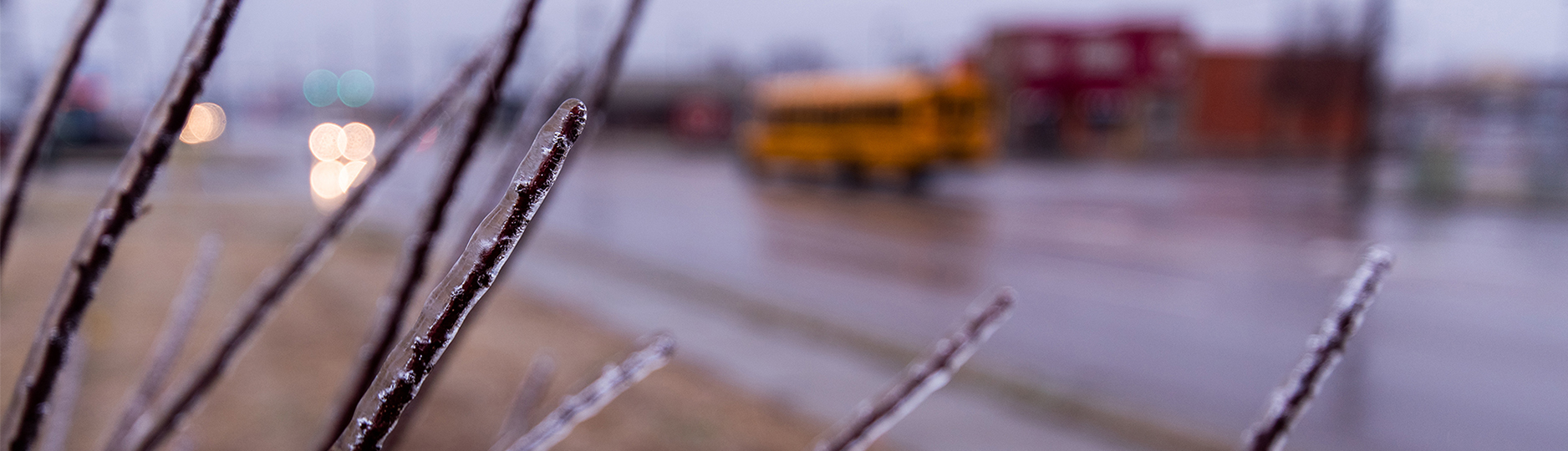 close up of frozen plant with traffic in background