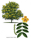 Common Tree Senna