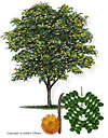Goldenball Leadtree